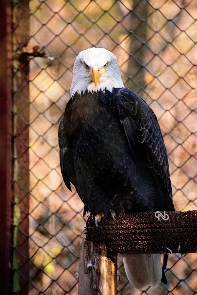 Rescued Bald Eagles Up Close