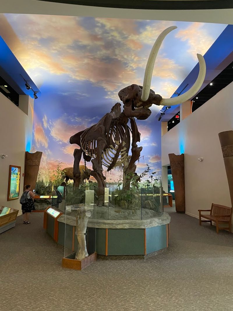 Prehistoric Florida: The Mastodon Display