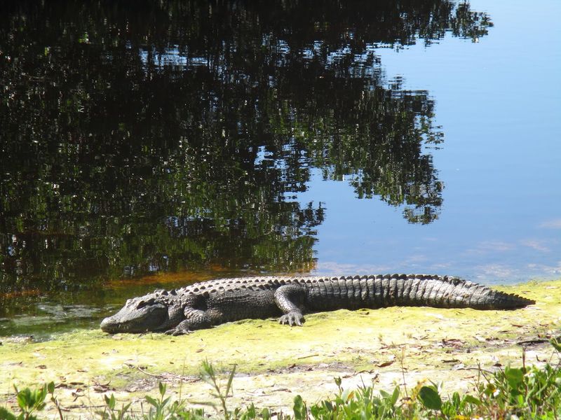 Alligator Encounters Along the Drive