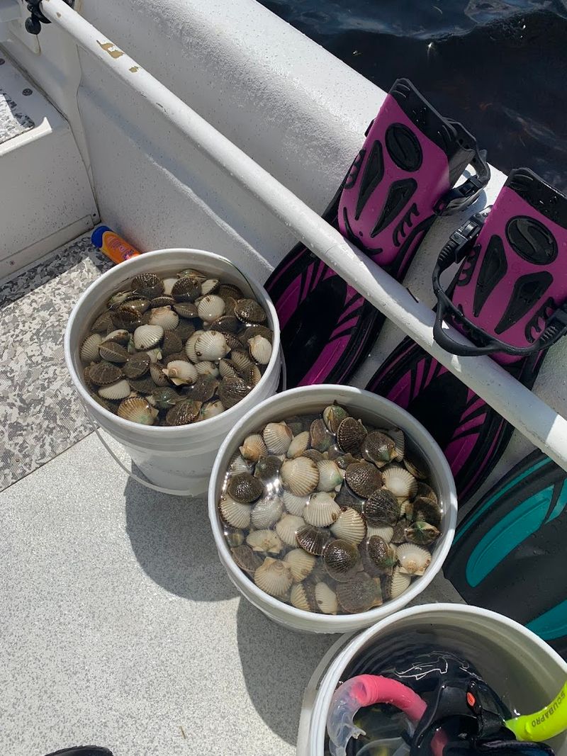 Scalloping Season: Steinhatchee's Most Famous Summer Tradition