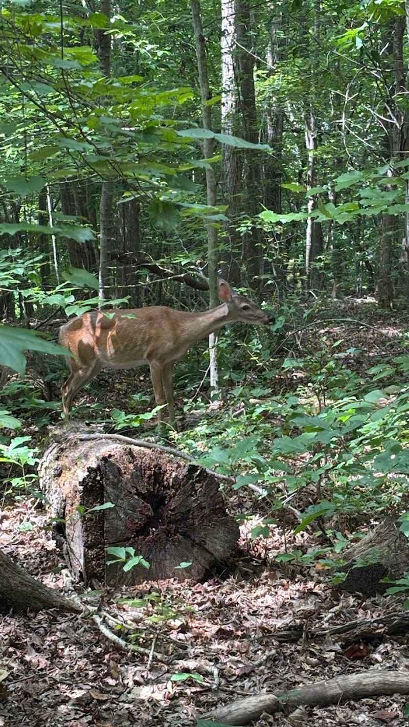Wildlife Encounters: Deer, Birds, and More Waiting on the Trails