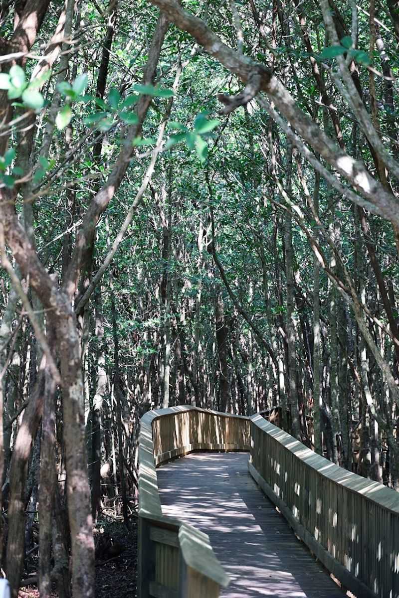 The Mangrove Boardwalk: A Hidden Trail Through Florida's Coastal Wilderness