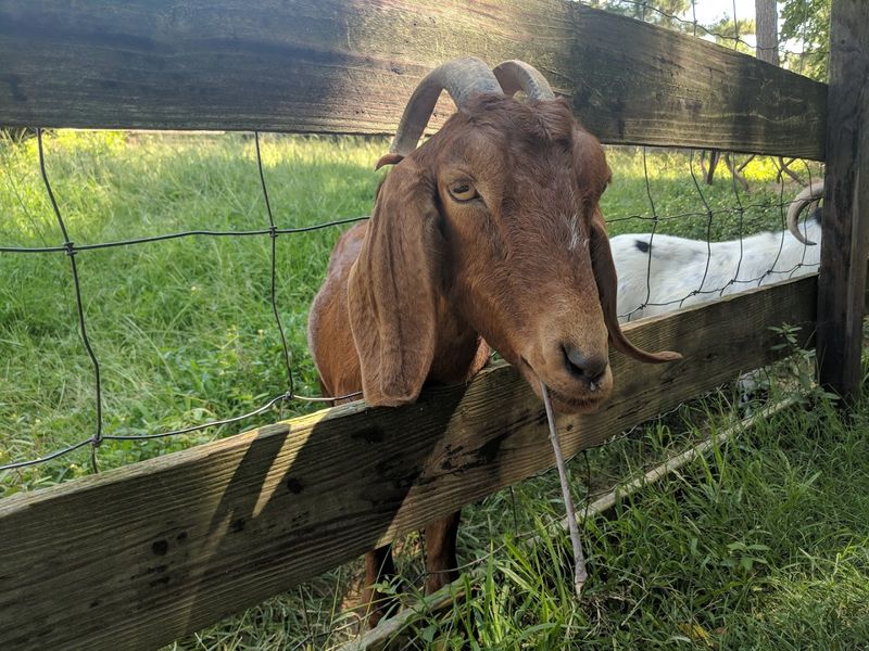 The Goats: The Part That Usually Wins Over the Youngest Visitors