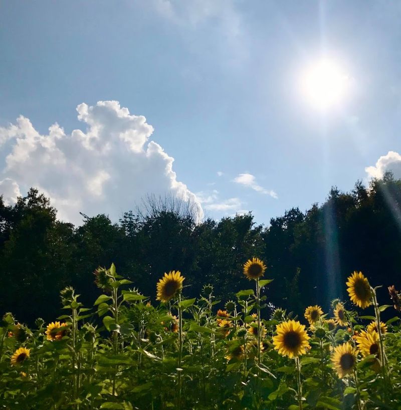 Greenfield Berry Farm (Peninsula, Ohio)