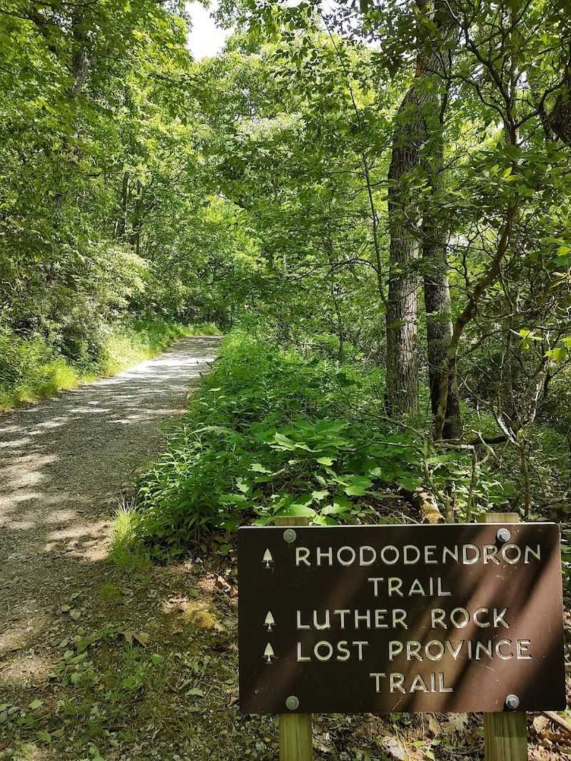 The Rhododendron Trail and Its Woodland Magic