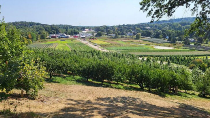 The Sweetest Farm Detour In Massachusetts Comes With Cider Donuts, Animals, And A Market Full Of Treats