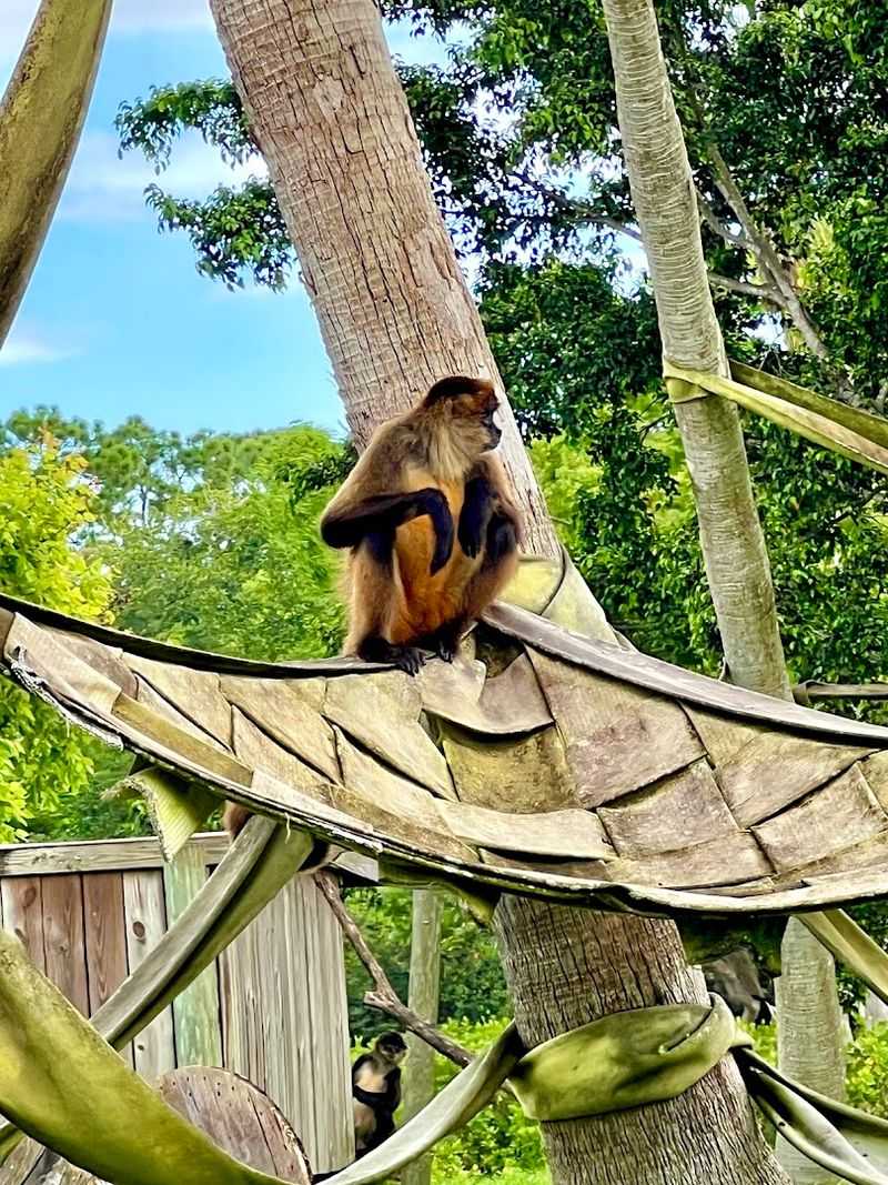 The Remarkable Orangutan Habitat