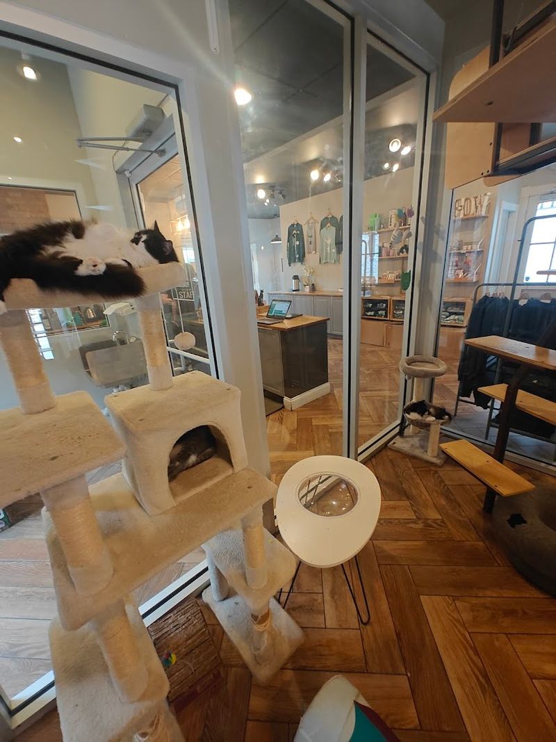Happy Place For Families, Regulars, And Even Cat Skeptics 
