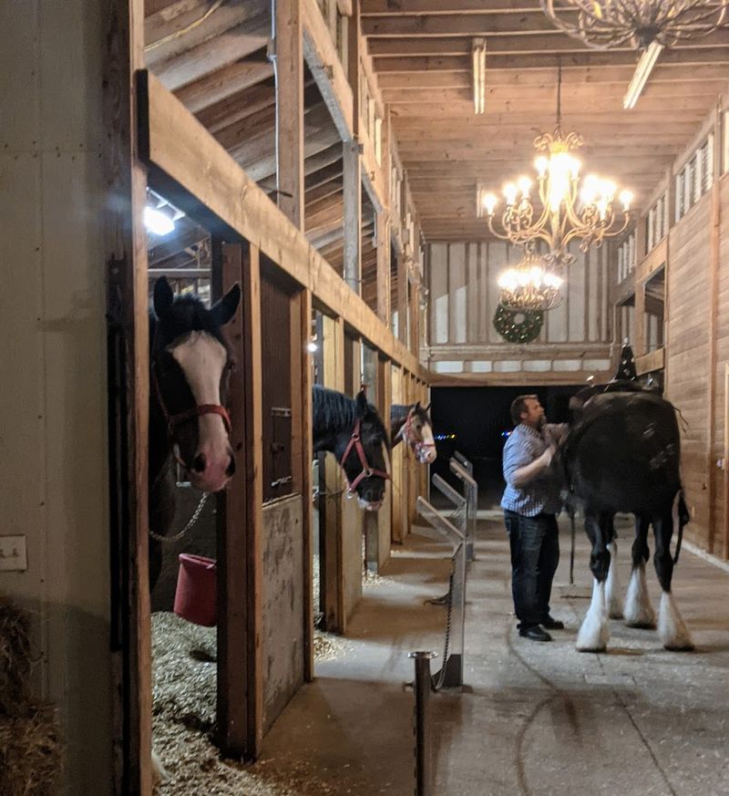 Meet the Individual Horses and Their Big Personalities