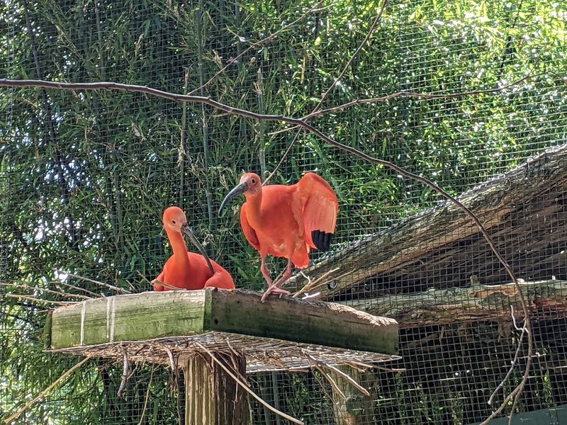 The Scarlet Ibis Enclosure