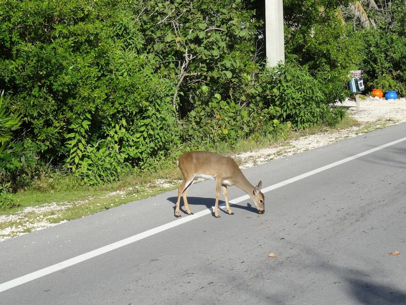 Key Deer Boulevard and No Name Key: The Ultimate Deer-Spotting Drive