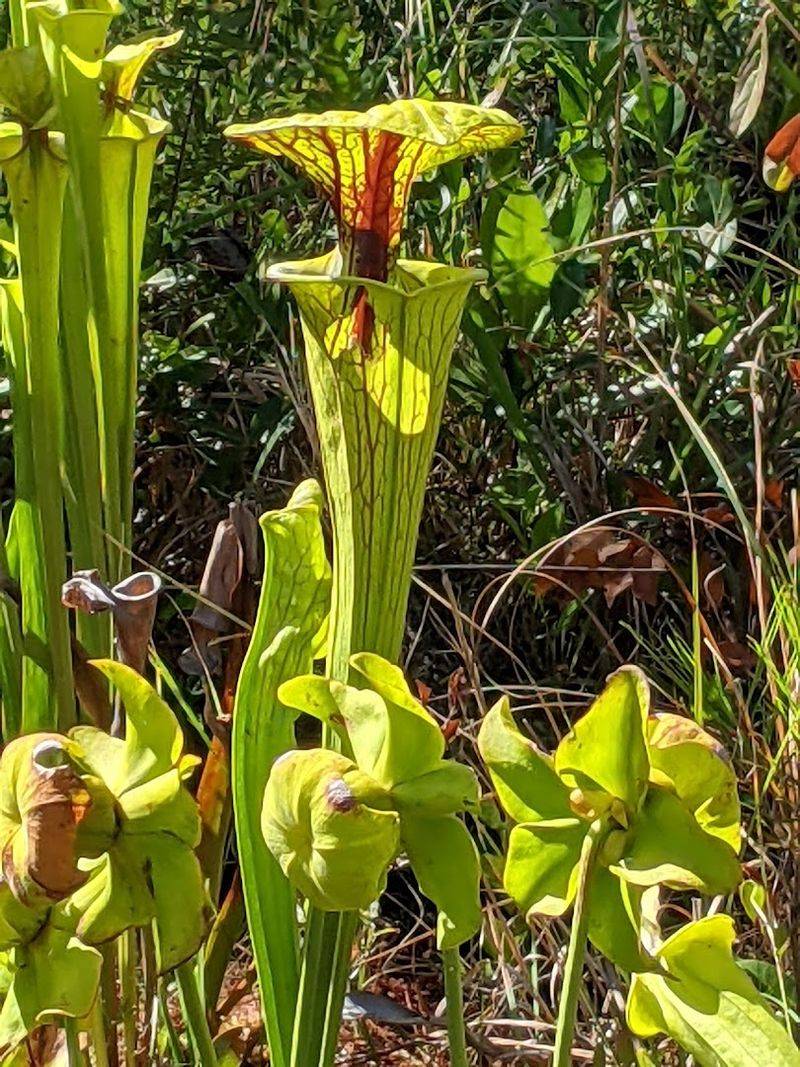Pitcher Plants and Other Rare Bog Vegetation