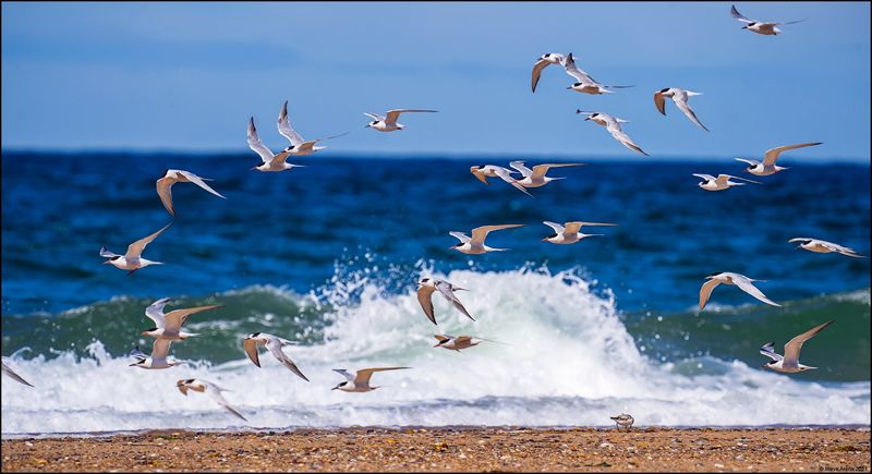 Wildlife Encounters: Seals, Whales, and Shore Birds