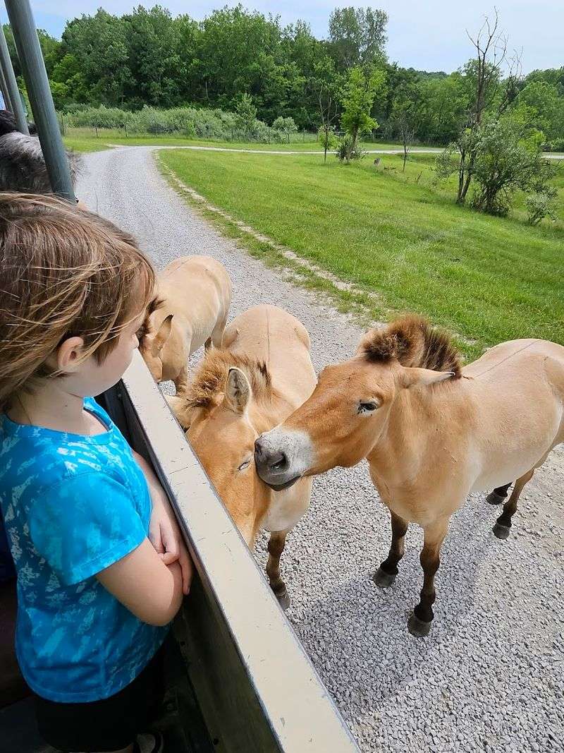 Endangered Species Conservation Mission