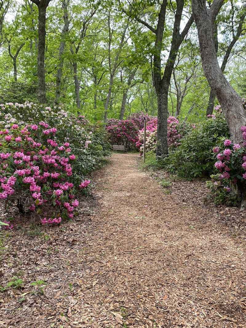 The Dexter Rhododendron Legacy
