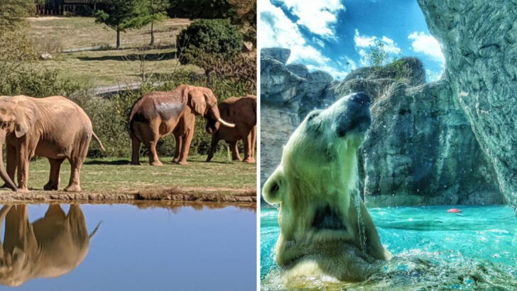 The World&rsquo;s Largest Natural Habitat Zoo Sits in a Small North Carolina Town and Covers Over 500 Acres