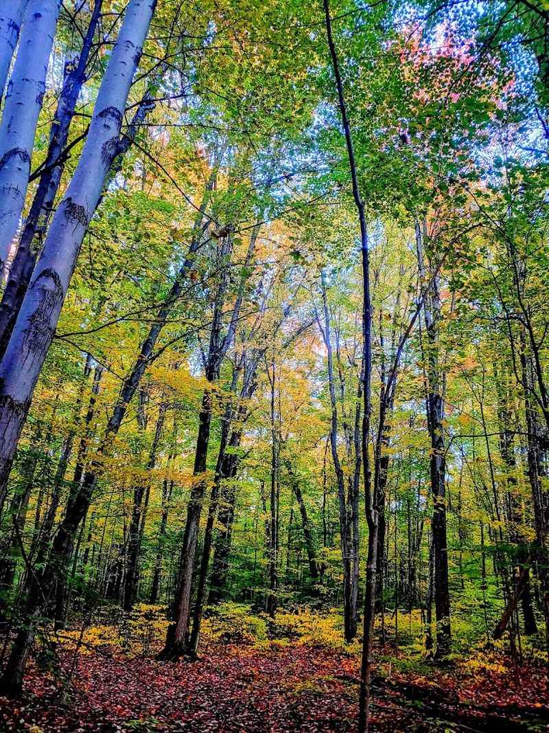 Woodland Trails &mdash; Quiet Paths Through Nature