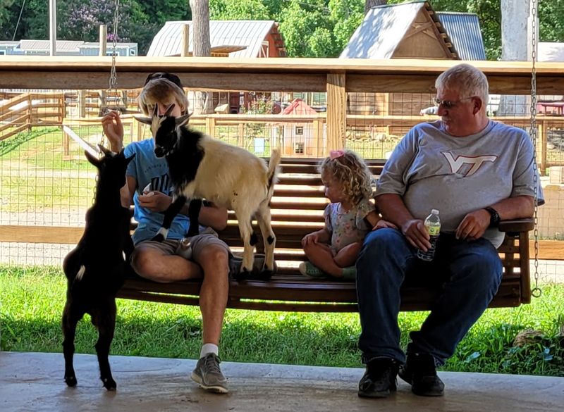 Baby Goats That Climb Into Your Lap