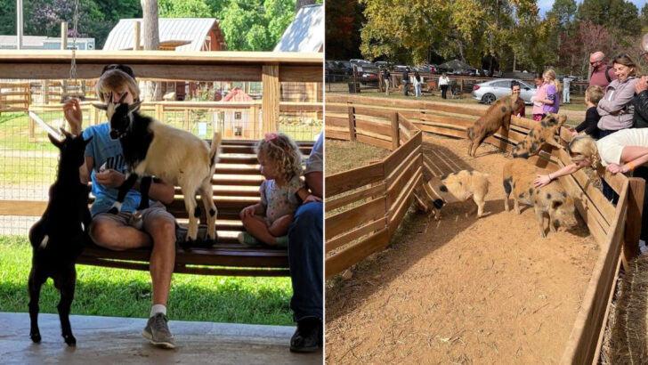 There Is a Farm in North Carolina Where Baby Goats Will Climb Into Your Lap and Fall Asleep