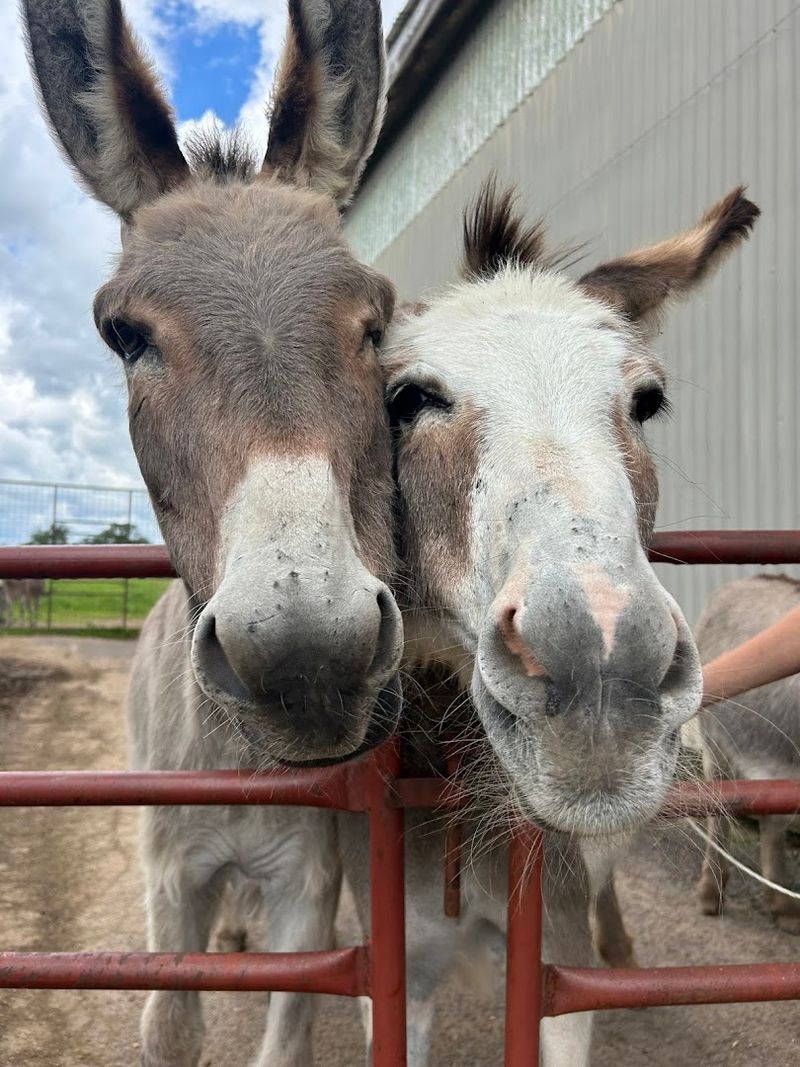 Safari Farm Petting Zoo & Sanctuary (Lake Ariel, PA)