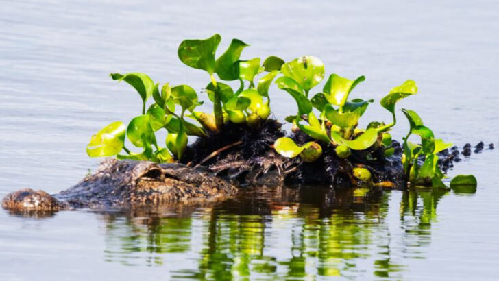 This 1,267-Acre Florida Reserve Feels Like a Free Safari With Alligators and Over 220 Bird Species