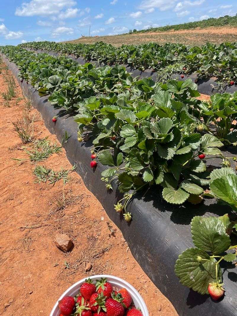 330 Acres of Georgia Farm, One Very Full Day