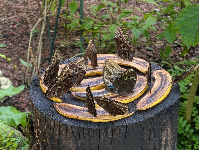 The Wings of the Tropics Butterfly Pavilion