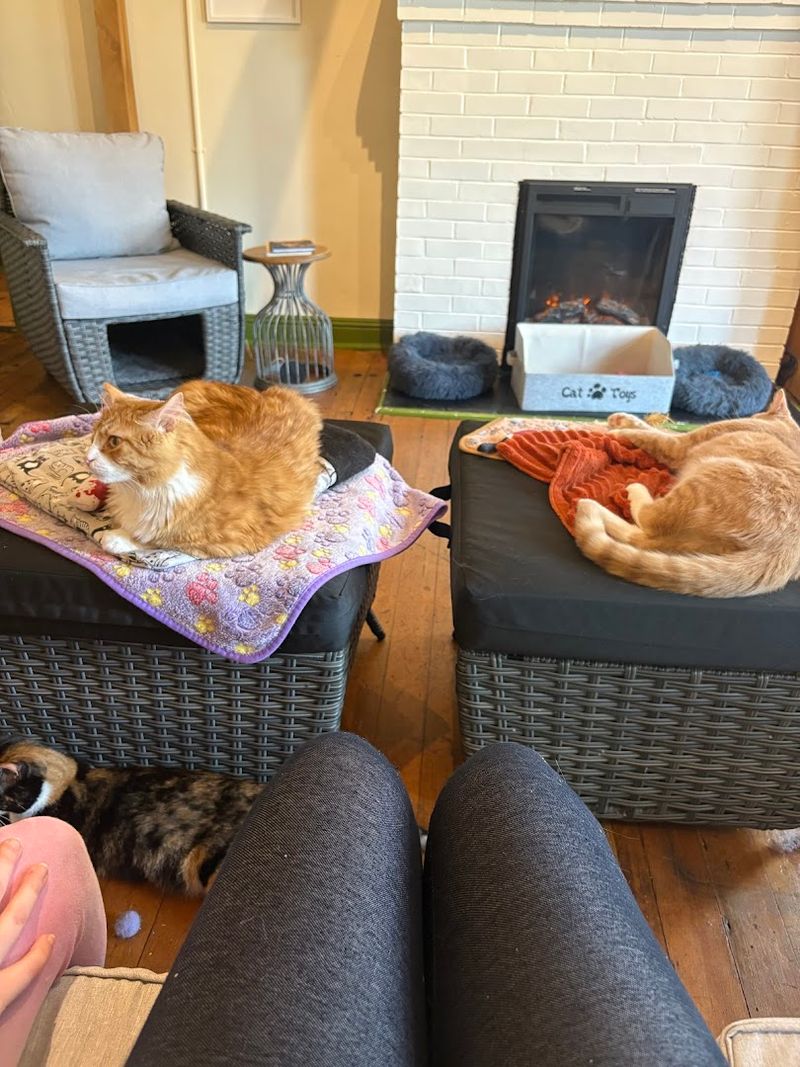 A Cat Café With Southern Charm