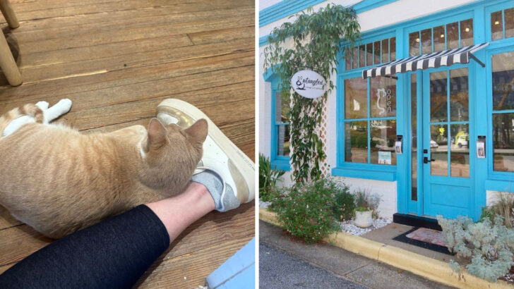 This Charming Georgia Café Is a Must-Visit for Coffee and Cat Lovers