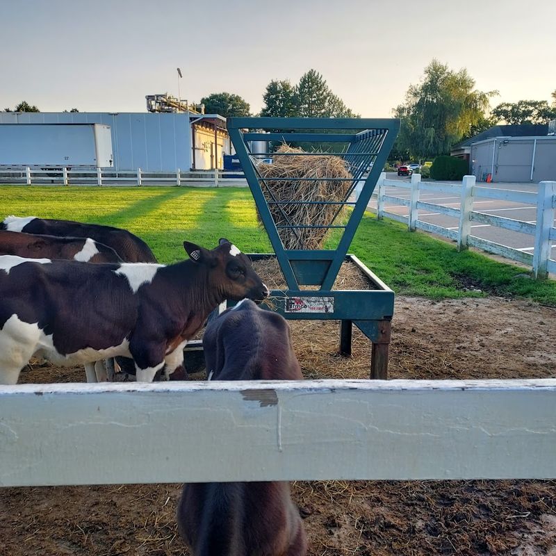 A Working Farm That Also Happens to Make Ice Cream
