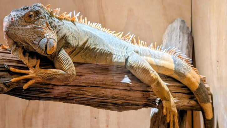 This Classic Pennsylvania Roadside Stop Is Home to Snakes, Reptiles, and Unexpected Encounters