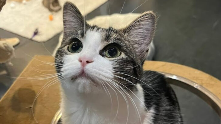 This Cozy Cafe in Ohio Lets You Sip Coffee While Adorable Cats Wander Freely Around the Room