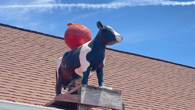 From Pasture to Scoop: The Maple View Story