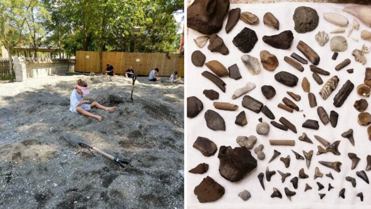 This Family-Friendly Spot in North Carolina Lets Kids Dig for Fossils and Keep Their Discoveries