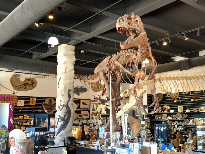 A Real Fossil Collection That Rivals Major Museums