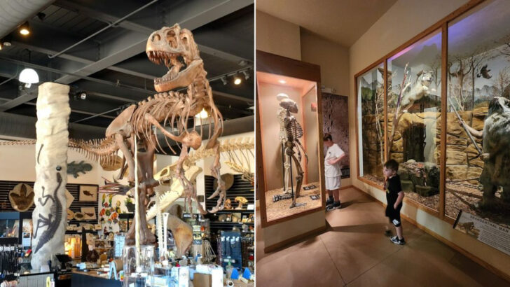 This Florida Beach Town Is Home To One Of The Largest Private Dinosaur Fossil Collections In The World
