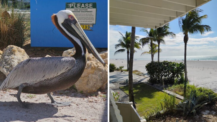This Florida Bird Sanctuary Rescues Injured Seabirds and Lets You Walk Among Them for Free