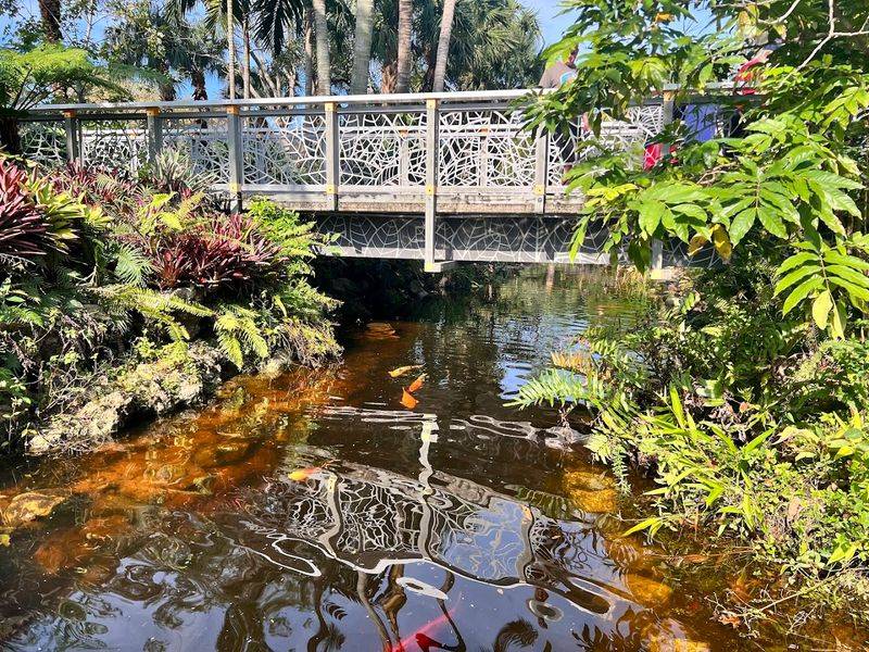 Mesmerizing Koi Pond With Giant Colorful Fish