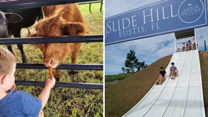 This Florida Farm Is Part U-Pick Field, Part Playground, And Part Seasonal Festival Stop