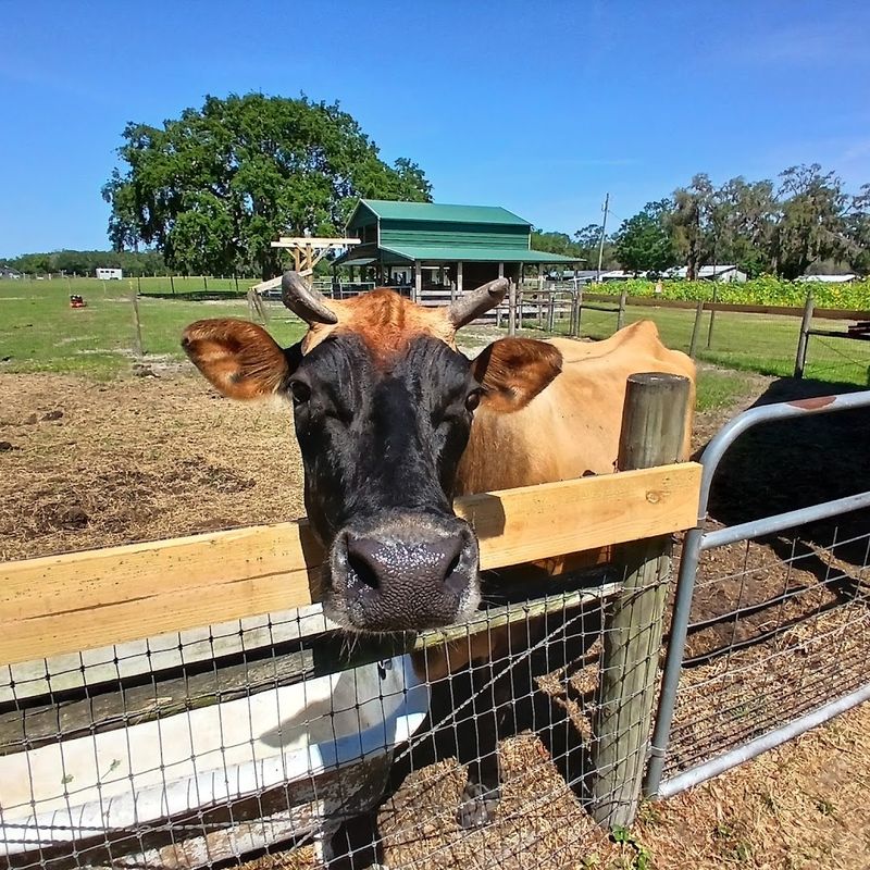 A Farm That Opens When the Fields Say So