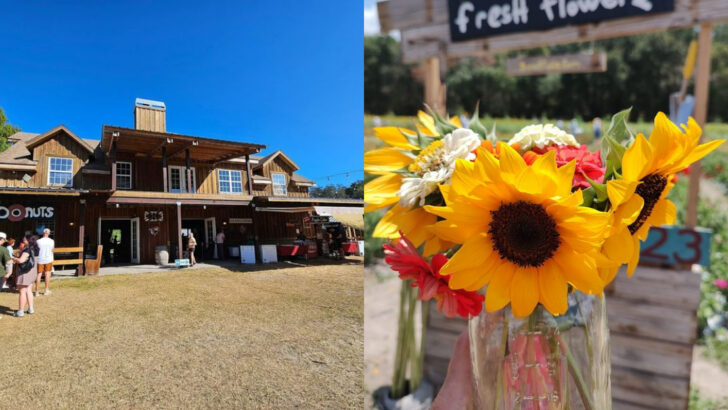 This Florida Farm Makes May Feel Like A Country Day Trip With Sunflowers, Hayrides, And Fresh Produce