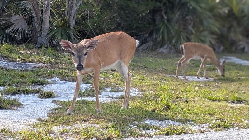 The Legendary Key Deer: Nature's Smallest White-Tailed Deer