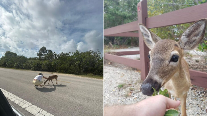 This Florida Keys Refuge Is Home to Miniature Deer You Can See Up Close During Quiet Early Morning Walks
