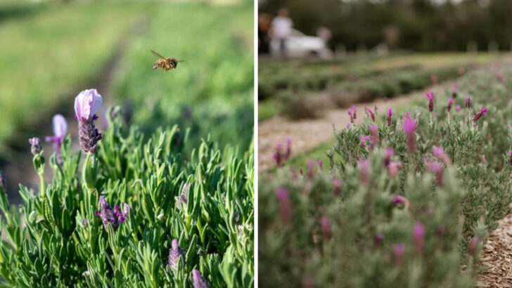 This Florida Lavender Farm Is Made For Anyone Who Wants A Calmer Day Away From The Coast