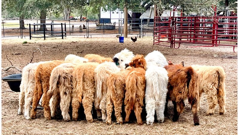 A Hidden Mini Ranch Near Orlando