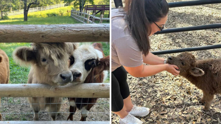 This Florida Mini Ranch Lets Visitors Meet Some Of The Fluffiest Cows Near Orlando