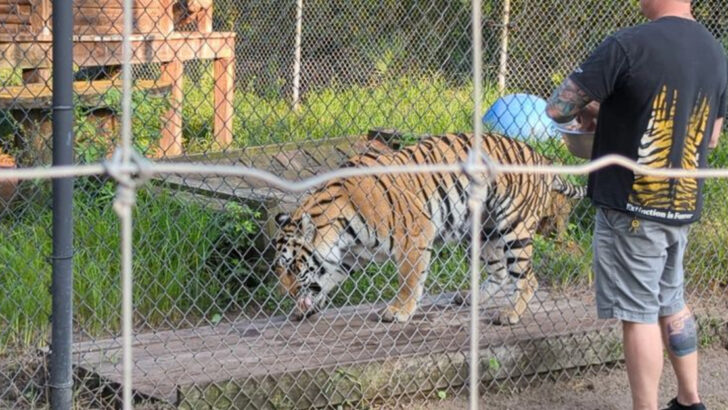 This Florida Sanctuary Lets You Walk Past Tigers, Lions, and Leopards So Close You Can Hear Them Breathing