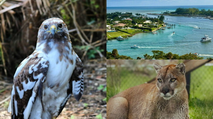 This Florida Sanctuary Rehabilitates Over 4,500 Injured Wild Animals Every Year and You Can Visit for Free