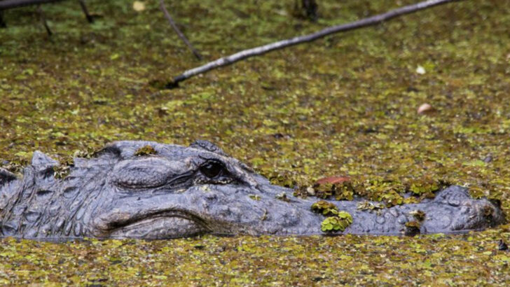 This Florida State Park Is One of the Only Places Where You Might See Panthers, Bears, Manatees, and Crocodiles All in One Visit