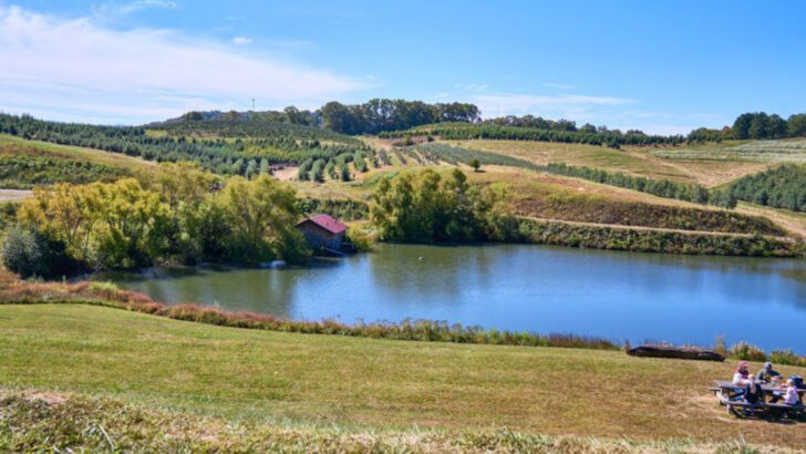 This Georgia Orchard Turns A Spring Day Trip Into Strawberry Picking, Fried Pies, And Mountain Views